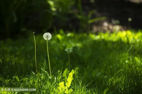 草地蒲公英白色花朵