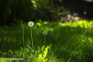草地蒲公英白色花朵