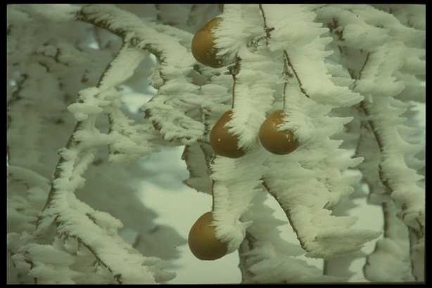 冰雪图片