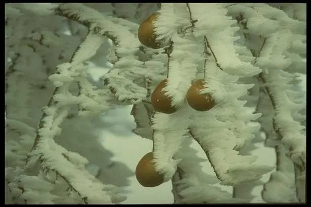 冰雪图片