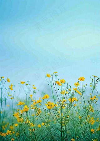 春天花海小黄花清新鲜花，蓝天春分