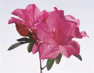 红色花朵素材图片