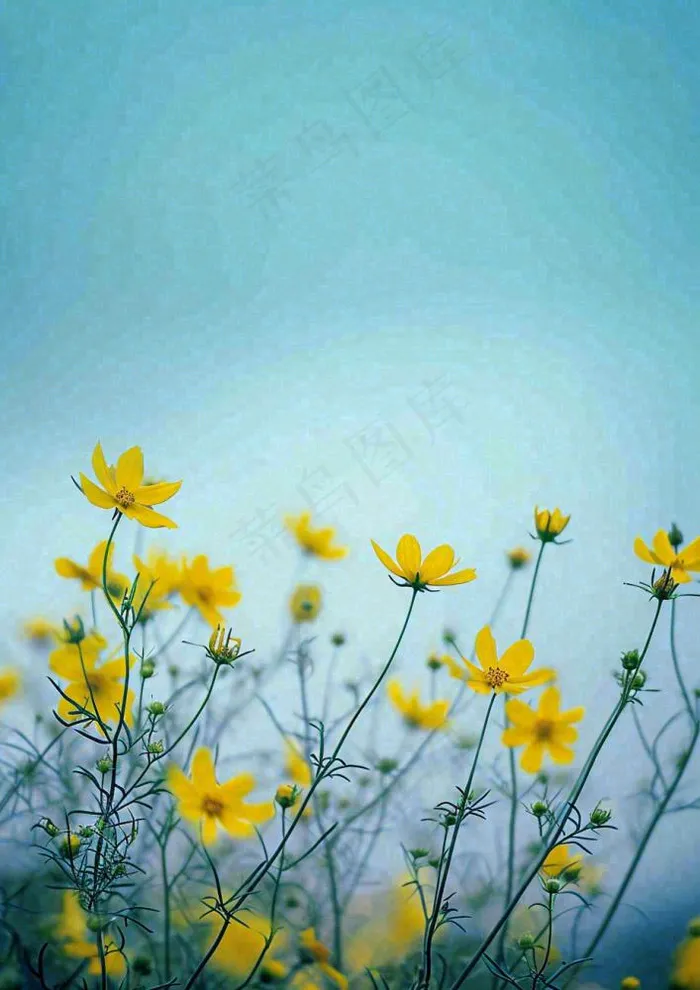 春天黄色的小花，春风，春分，油菜花(928x1312)