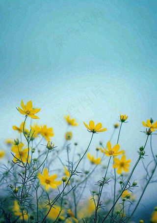 春天黄色的小花，春风，春分，油菜花