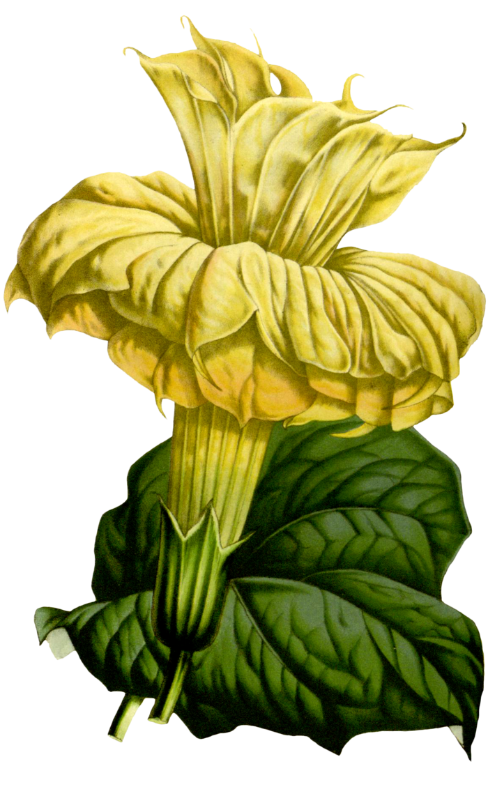 复古手绘植物花卉玫瑰花PNG免扣图案高清图片PS设计素材图