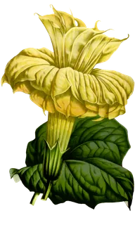 复古手绘植物花卉玫瑰花PNG免扣图案高清图片PS设计素材图 复古手绘植物花卉玫瑰花PNG免扣图案高清图片PS设计素材图