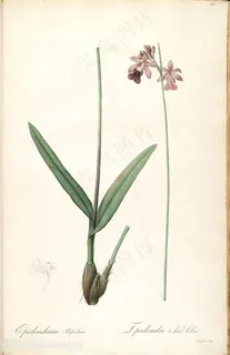 雷杜德原版高清唯美复古花卉插画