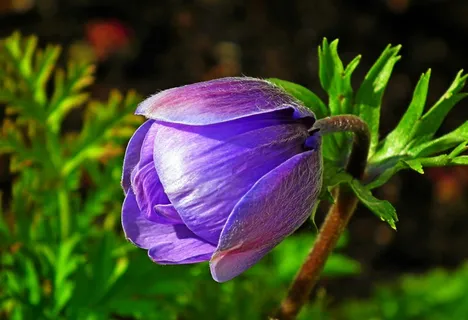 紫色海葵花花苞图片 紫色海葵花花苞图片