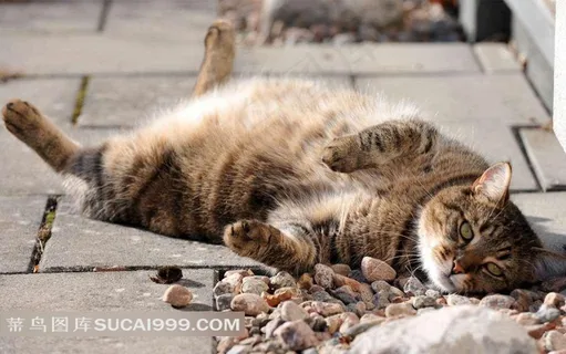 石头边上的猫