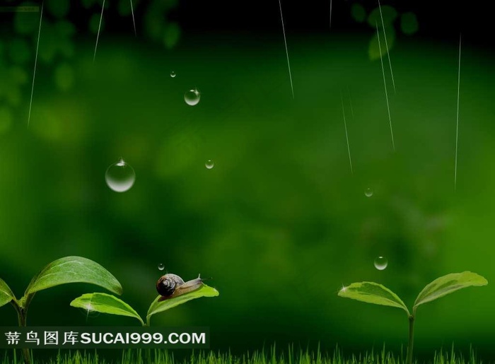 雨中蜗牛唯美特写图片