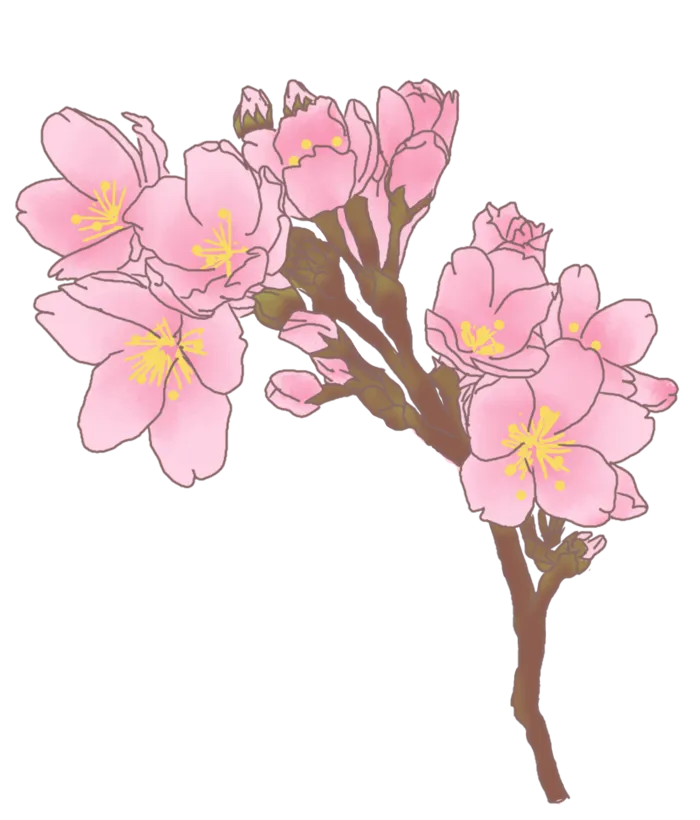 春天浪漫粉红色樱花手绘樱花梅花桃花花朵图片PNG免扣素材