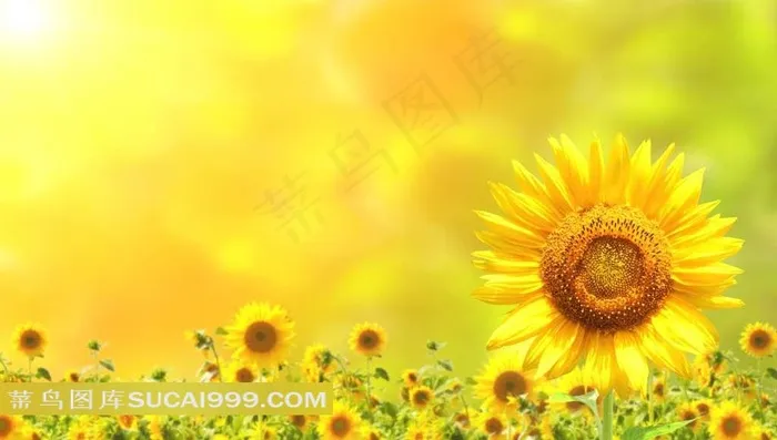 阳光下的向日葵图片