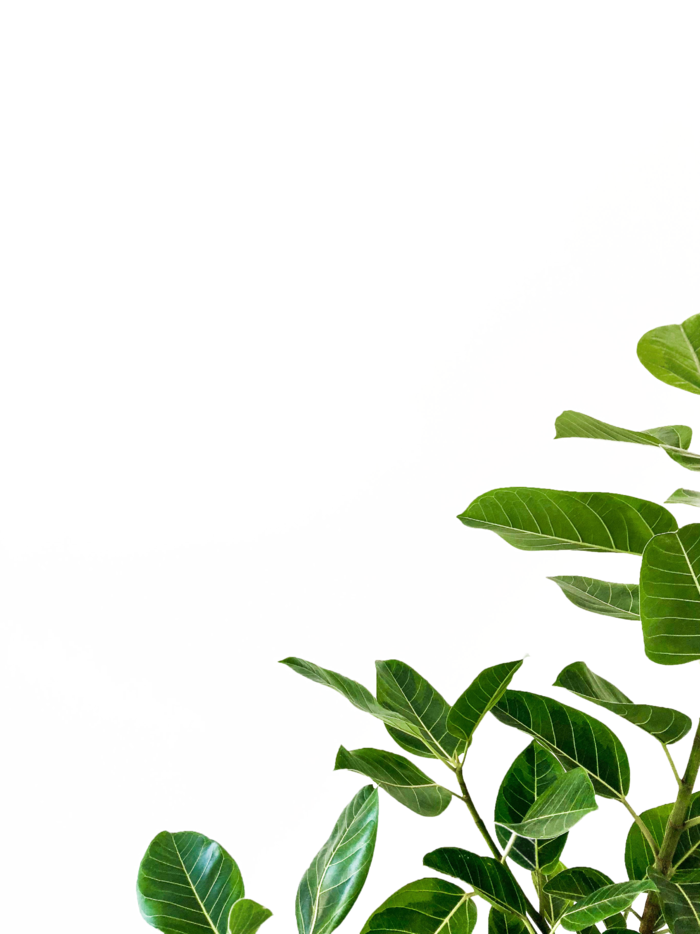 植物绿叶花卉树叶PNG免扣元素