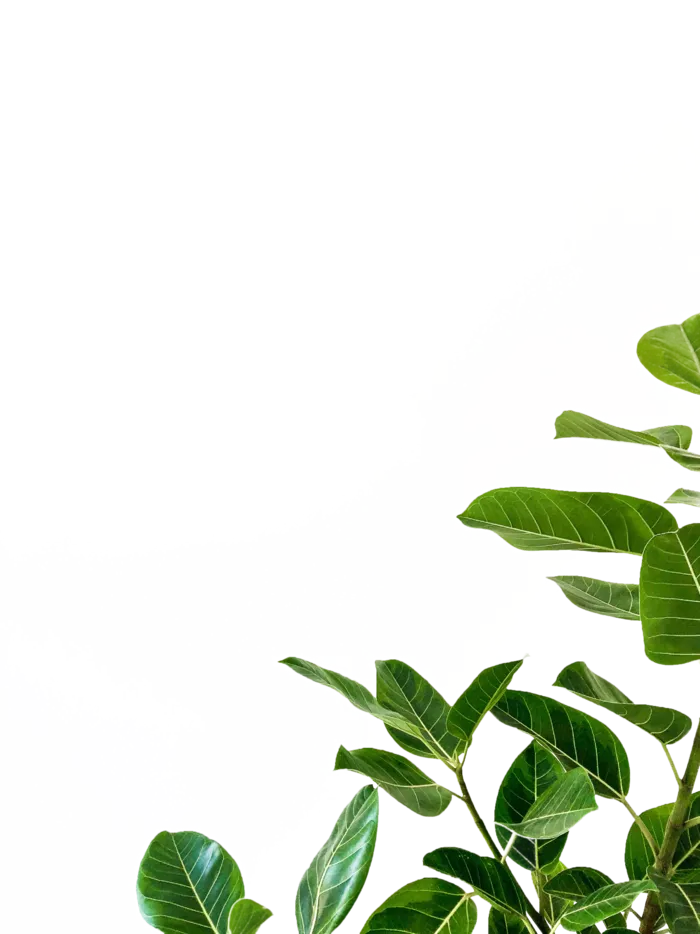 植物绿叶花卉树叶PNG免扣元素