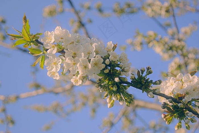 漂亮白色樱花图片