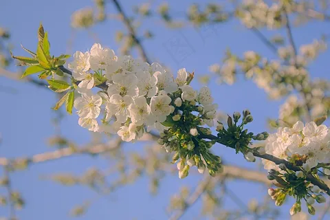 漂亮白色樱花图片 漂亮白色樱花图片