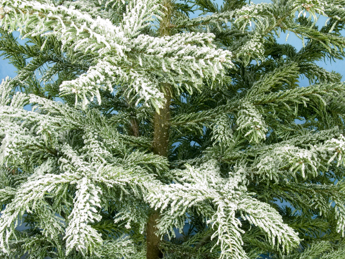 圣诞树素材图片下载