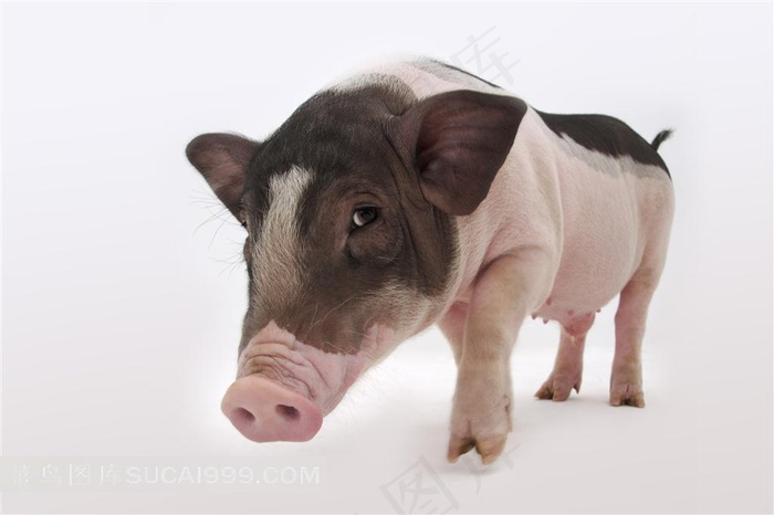 可爱的宠物猪摄影图片