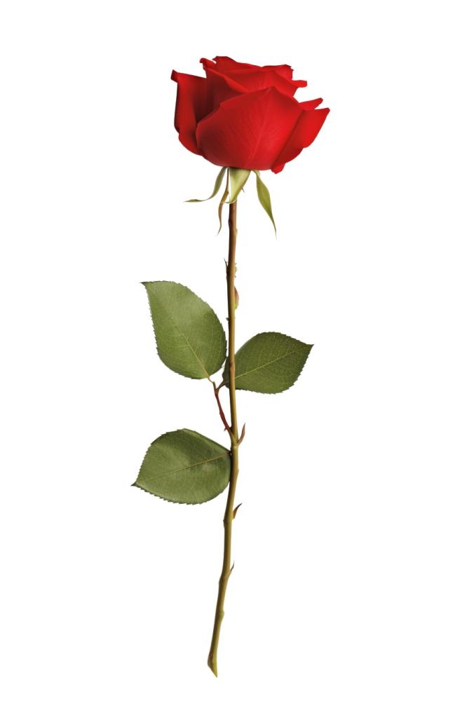 玫瑰花元素(896x1344)
