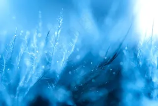 唯美非主流羽毛图片