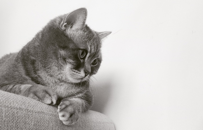 可爱猫咪猫猫摄影素材