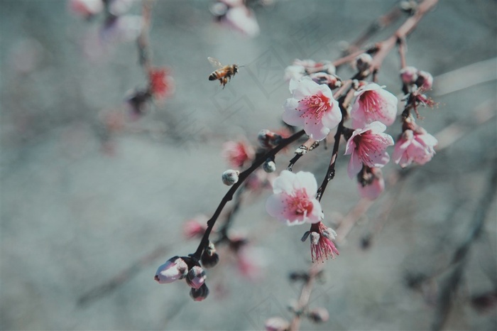 动物昆虫蜜蜂图片