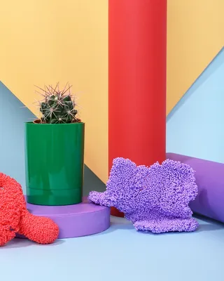 绿色仙人掌仙人球摄影素材