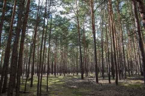 松树林景观图片 松树林景观图片