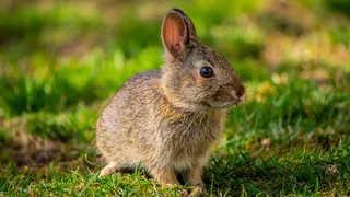 灰色兔子摄影图片