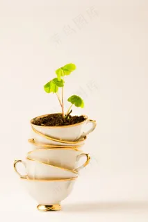 小清新茶杯植物图片 小清新茶杯植物图片