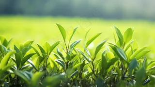 茶叶茶园种植摄影图