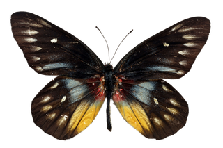 蝴蝶 彩蝶 花蝴蝶 动物 昆虫 免抠 (35)