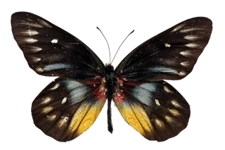 蝴蝶 彩蝶 花蝴蝶 动物 昆虫 免抠 (35)