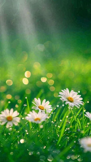 春天夏天草地绿叶小花阳光温馨，春分惊蛰谷雨摄影图