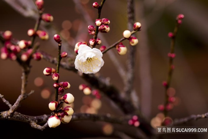 高清腊月独枝梅花鲜花图片