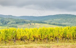 满眼绿意的丘陵地区高清摄影图