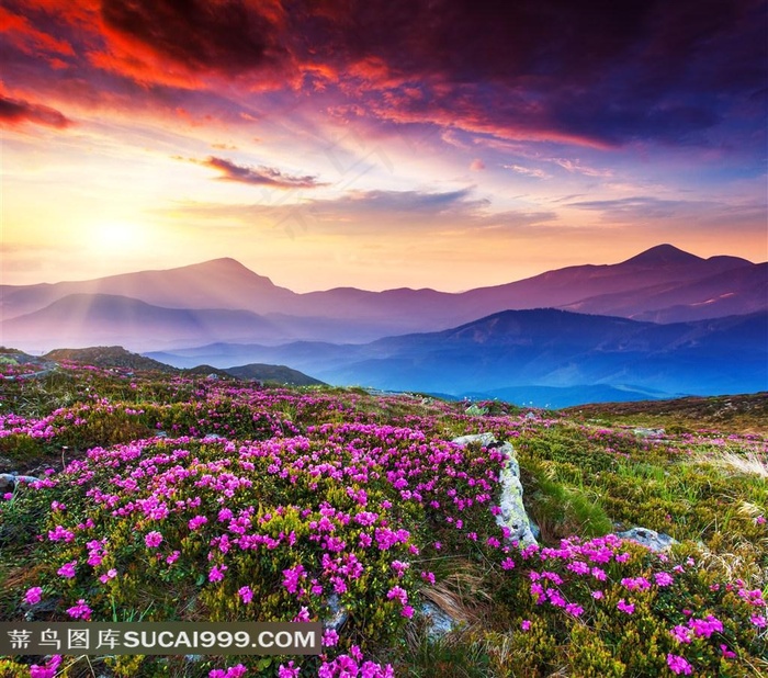 晨光中的花海山水风景图片