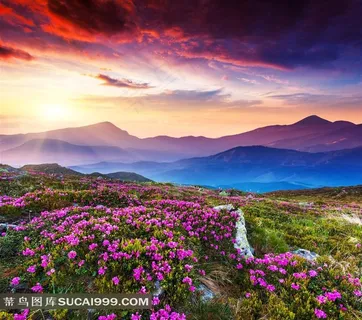 晨光中的花海山水风景图片 晨光中的花海山水风景图片