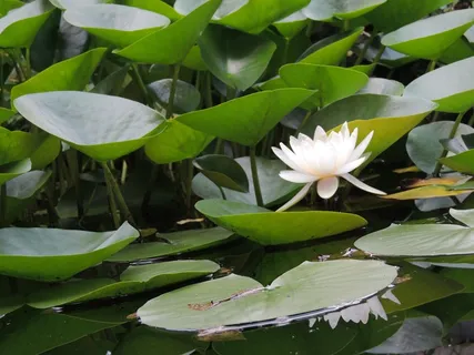 莲花池的荷花图片 莲花池的荷花图片
