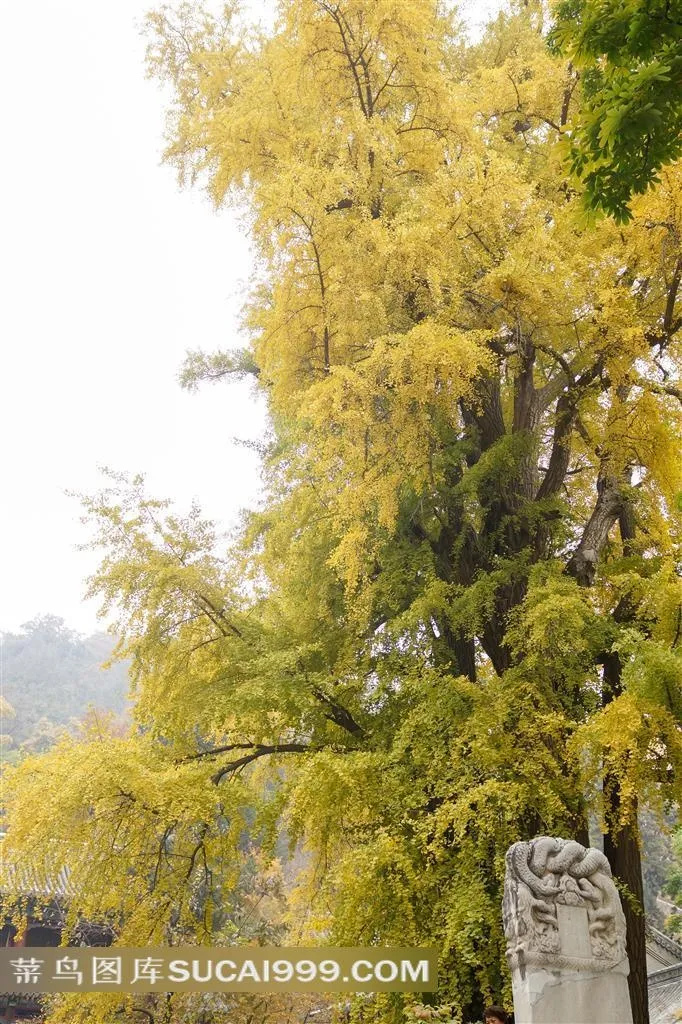 潭柘寺银杏古树景观