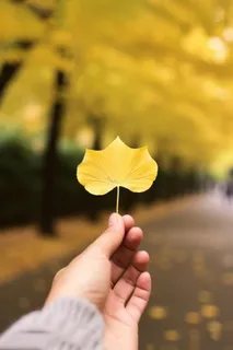 手拿着一片黄叶子秋天背景