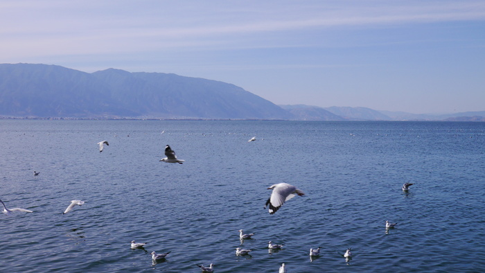 云南大理苍山洱海飞翔的红嘴鸥