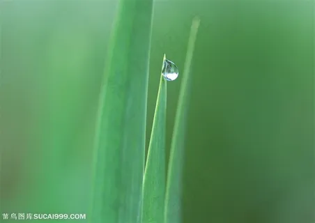 漂亮叶子-叶尖上的水珠 漂亮叶子-叶尖上的水珠