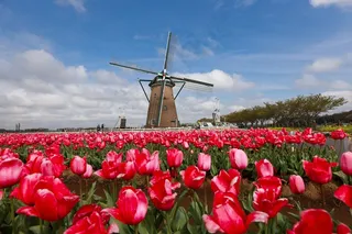 风车旁盛开的郁金香田图片