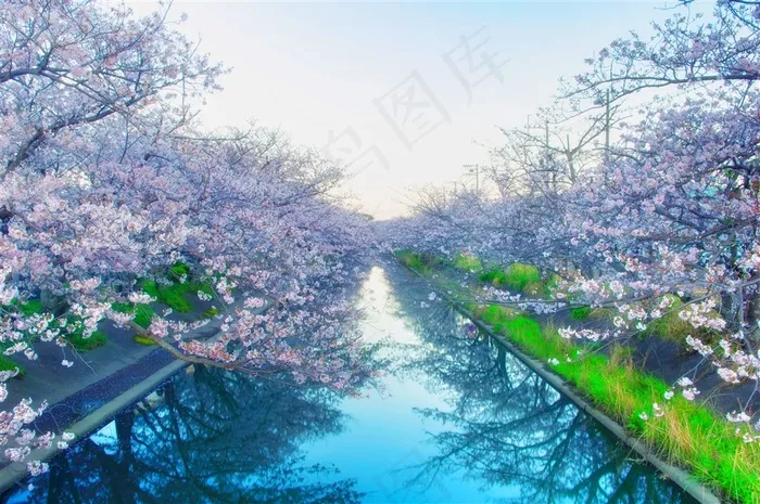 吉野樱花树素材