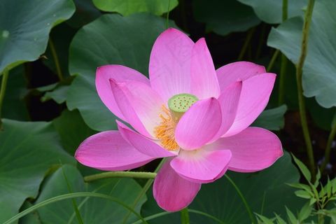 清新荷花花朵图片