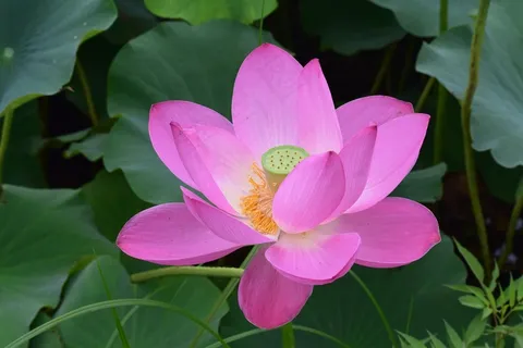 清新荷花花朵图片 清新荷花花朵图片