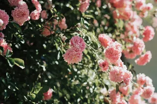 浪漫玫瑰花摄影