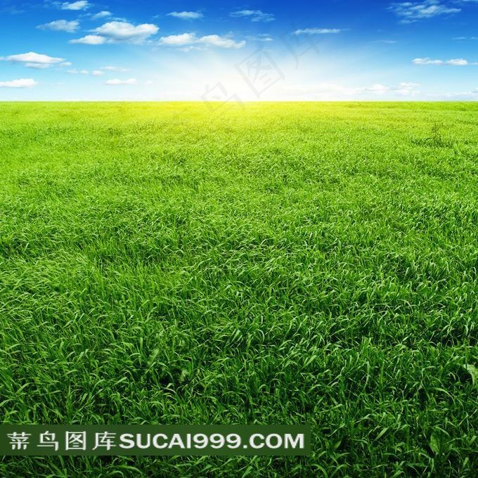 茂盛的草原高清摄影图片