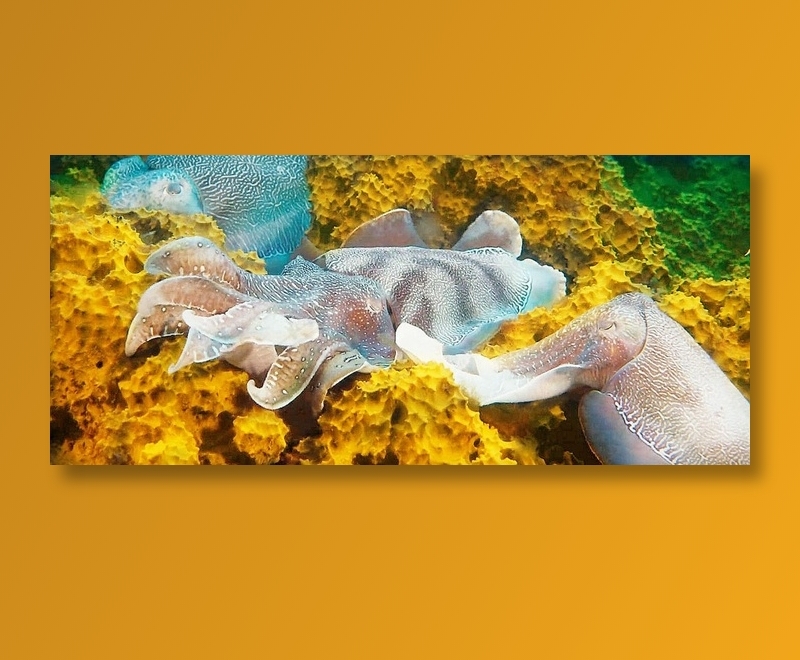 集体产卵的乌贼